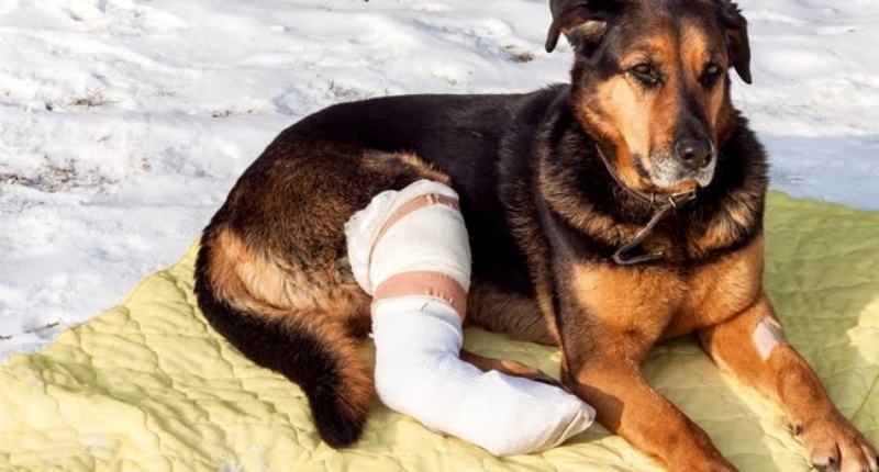Mách bạn cách chăm sóc chó bị gãy chân - Bệnh viện Thú Y Thi Thi TP HCM