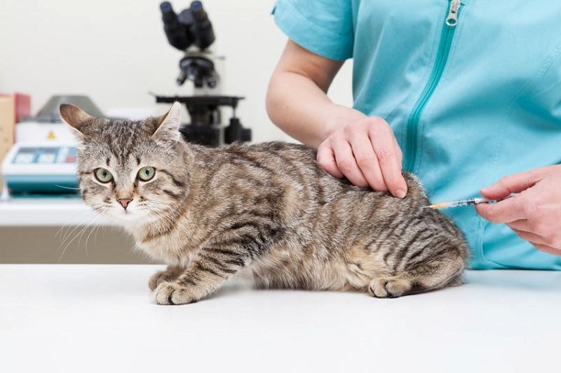 Xử Lý Và Ngăn Chặn Tình Trạng Áp Xe Ở Mèo - Bệnh Viện Thú Y Thi Thi Tp Hcm