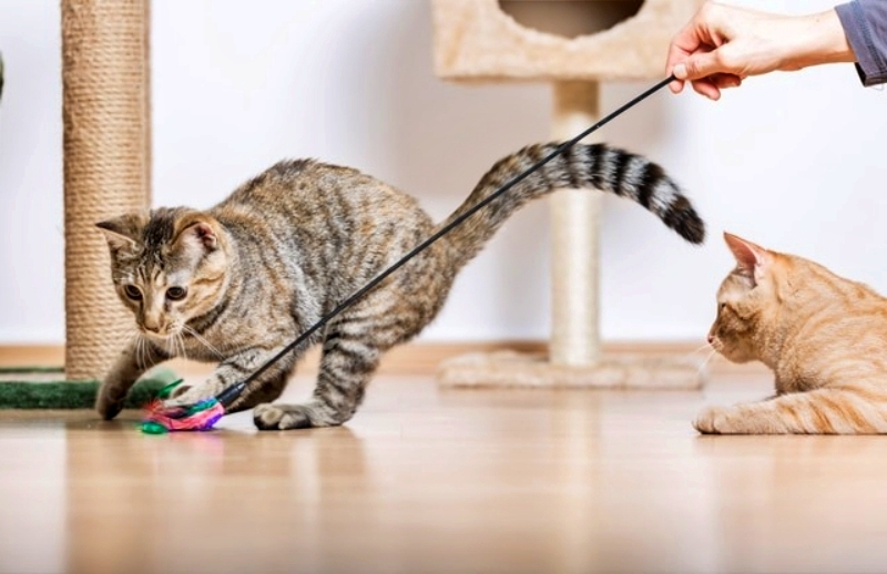 Huấn luyện mèo tham gia các hoạt động vui chơi - Bệnh viện Thú Y Thi Thi TP  HCM