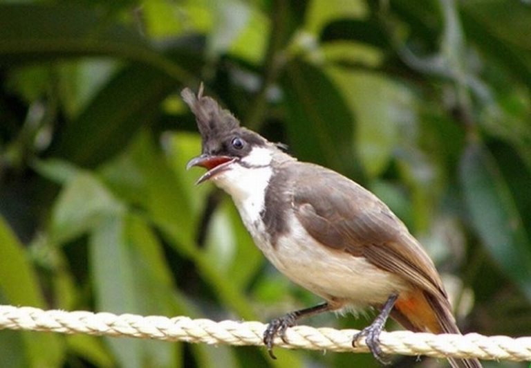 Thông tin về chim vẹt, phân loại, cách nuôi - Bệnh viện Thú Y Thi Thi ...